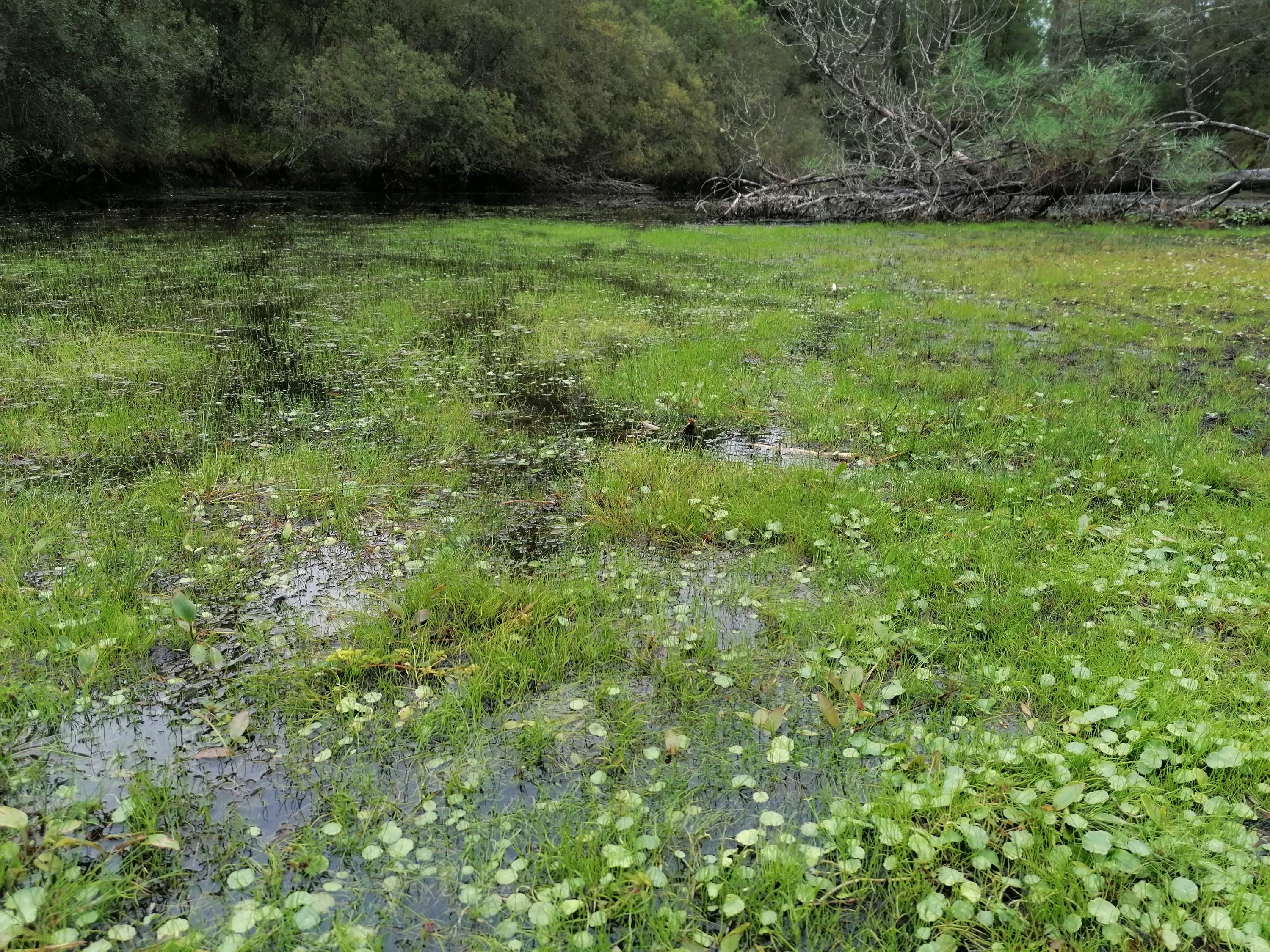 Herbiers aquatiques (gazon de Pilulaire à globules)