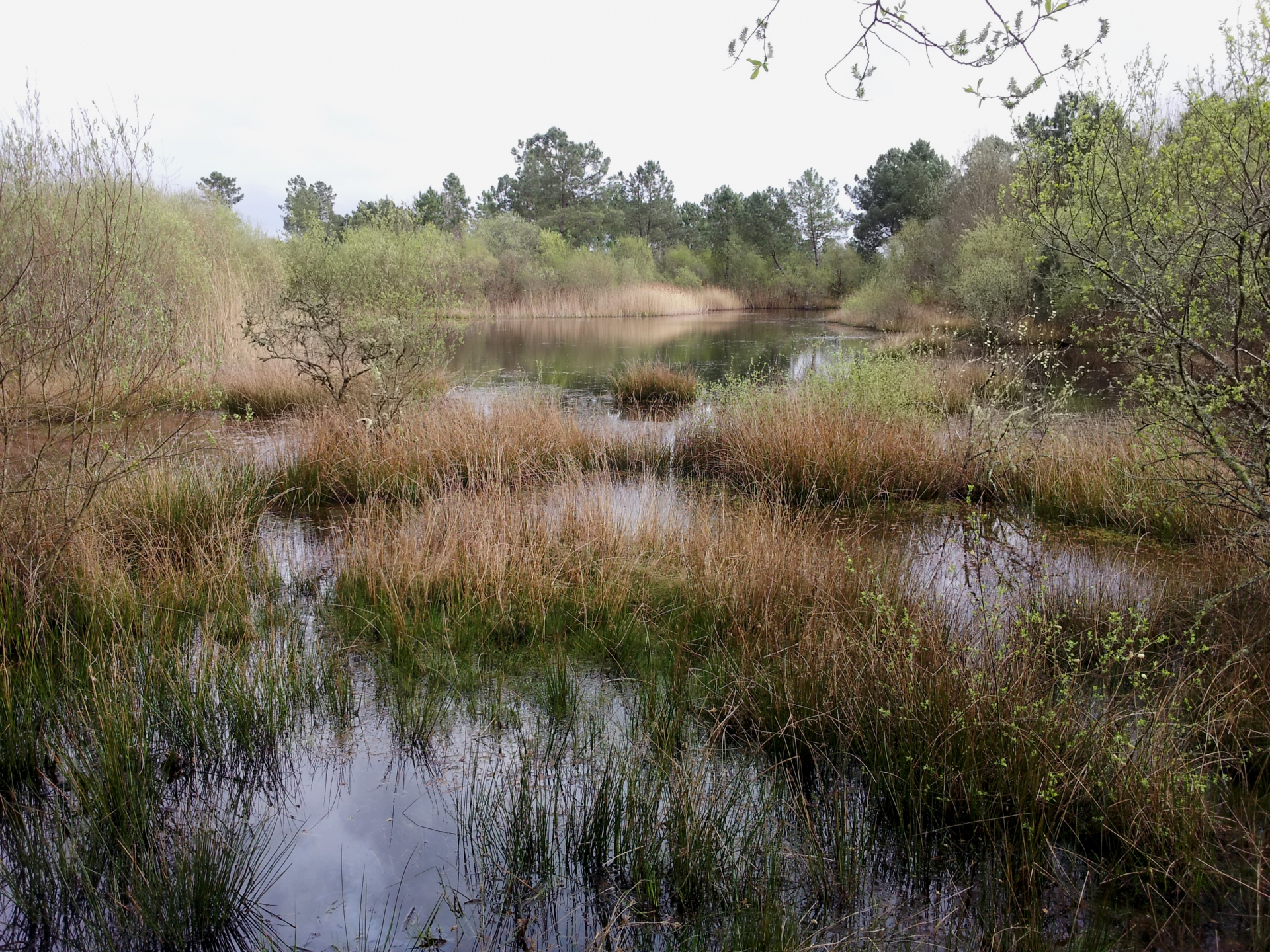 Une bassine, sorte de mare se niche dans la forêt d'Arjuzanx